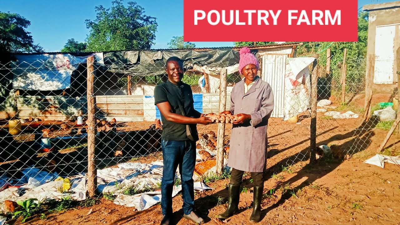 Chicken Farm - 7000 chickens Making a Fortune From Poultry Business