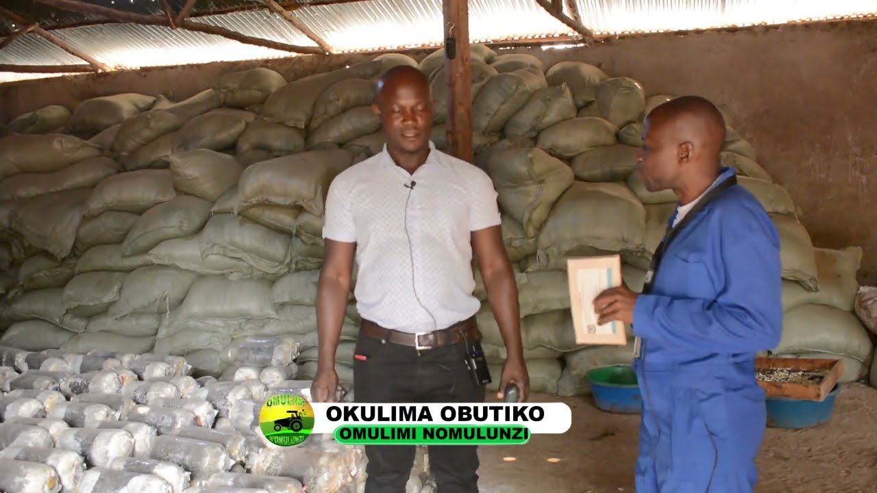 Okulima Obutiko ne mwaami kiddu part two