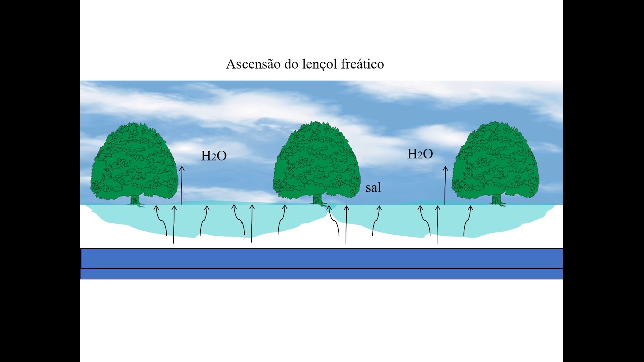 Salinidade da água e seu efeito sobre plantas