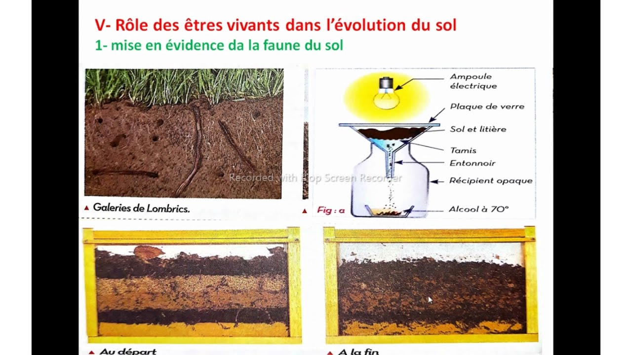Le rôle des êtres vivants dans la formation et l’évolution du sol -tcsf  (شرح  بالدارجة)