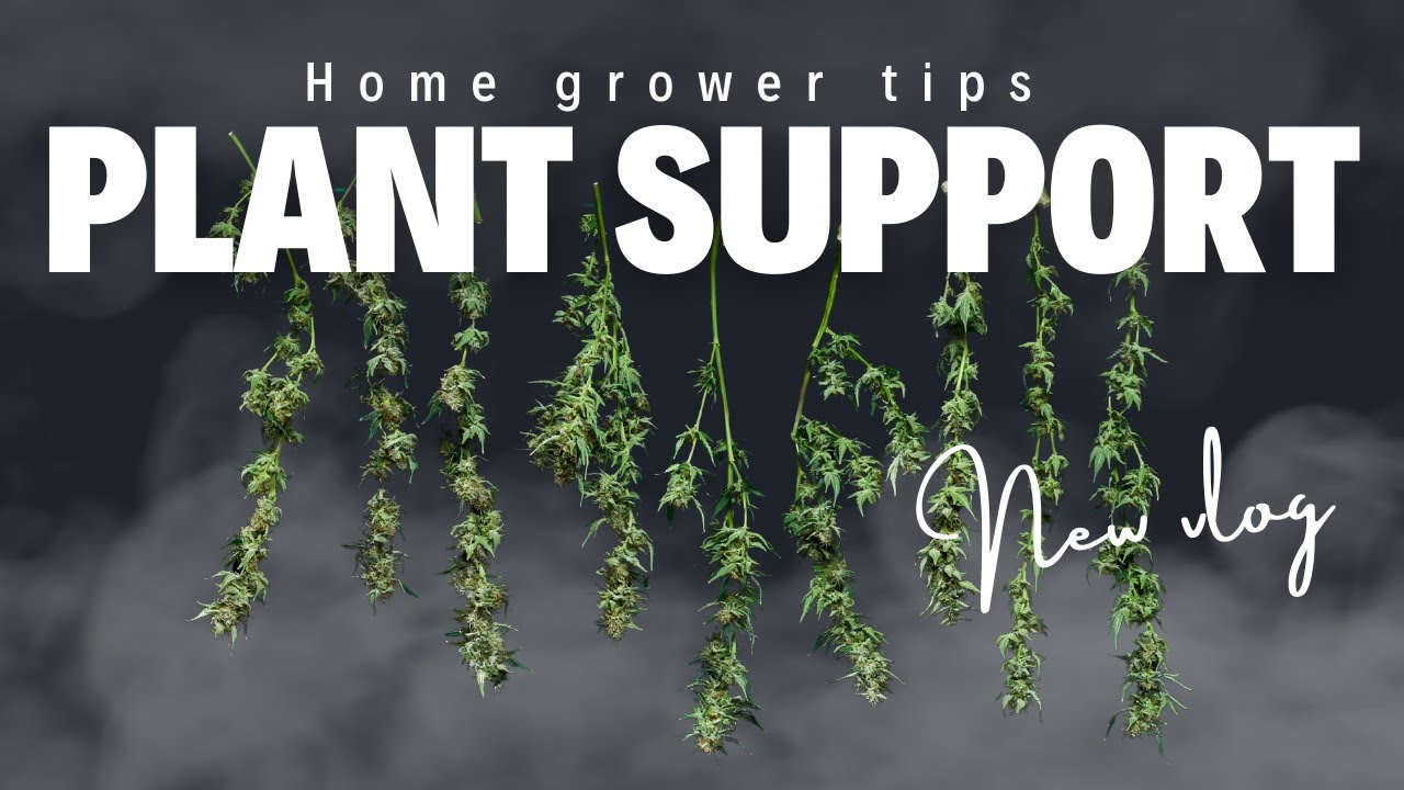 Supporting Cannabis in Flower: Why I Use Bamboo Stakes | Day 35 Flowering Garden Update
