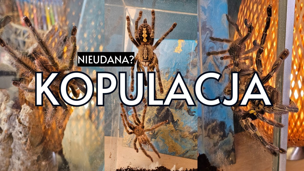 OGROMNY pająk Poecilotheria rufilata | Opis gatunkowy + KOPULACJA ptasznik&oacute;w | UDAŁO SIĘ?!