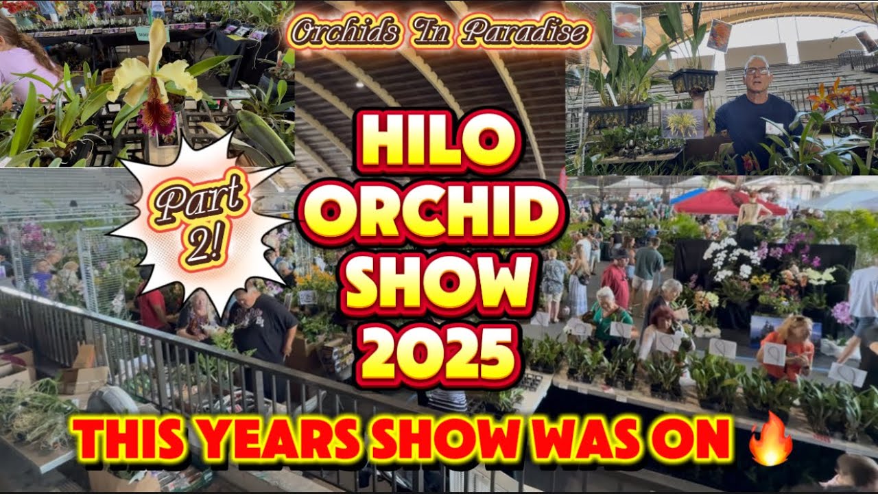 This Years Hilo Orchid Show was on Fire 🔥