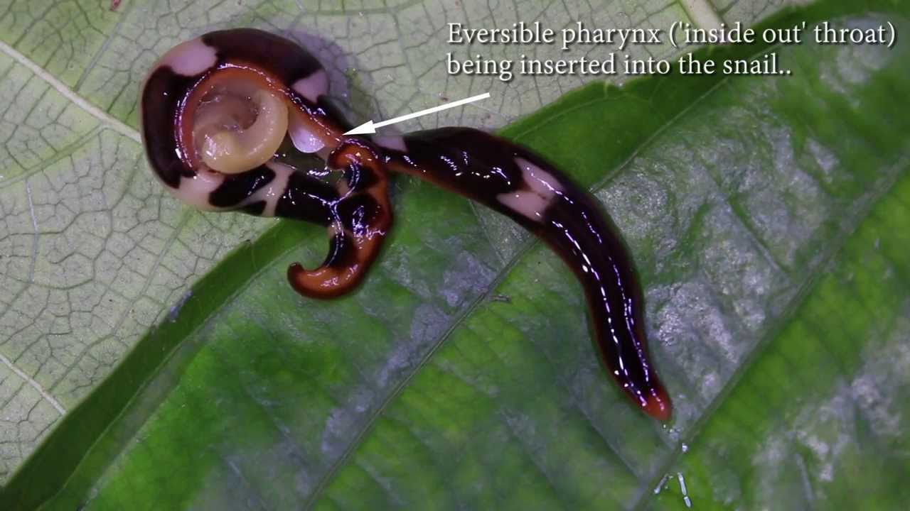 Predatory Flatworm Hunting Snails