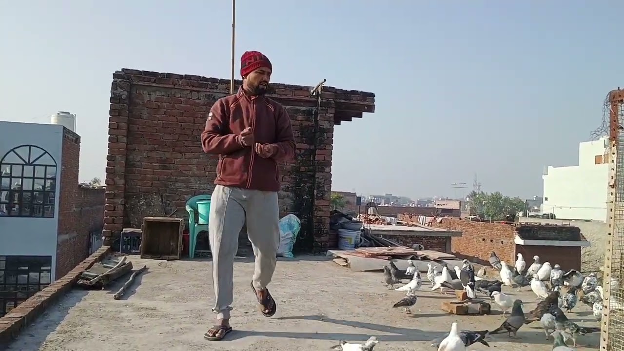 #pigeon 