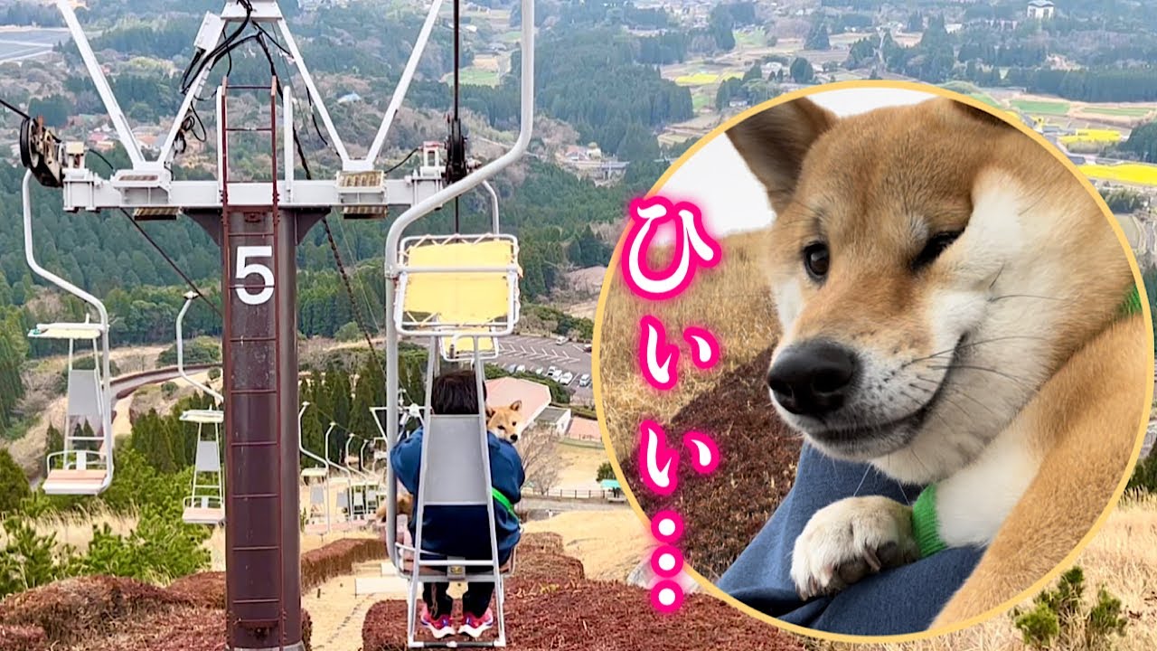 目の前に広がる絶景に驚きの表情をする柴犬が可愛い