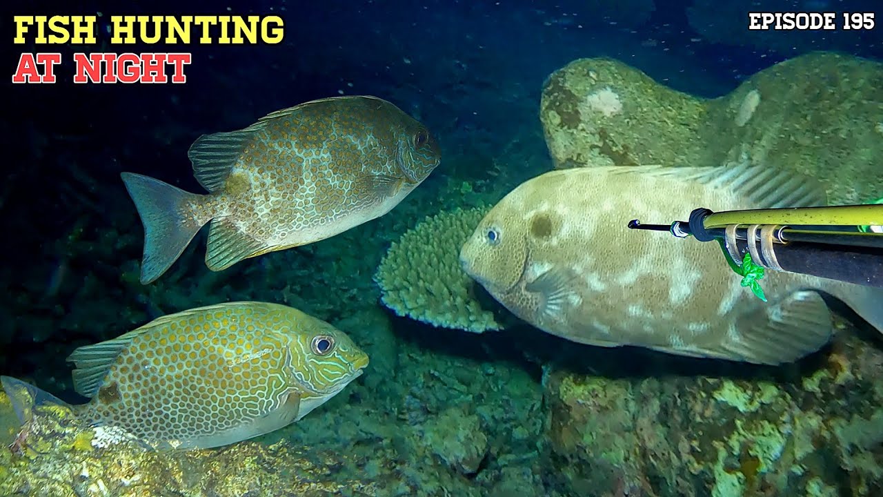 NIGHT SPEARFISHING EPISODE 195 | FISH HUNTING AT NIGHT