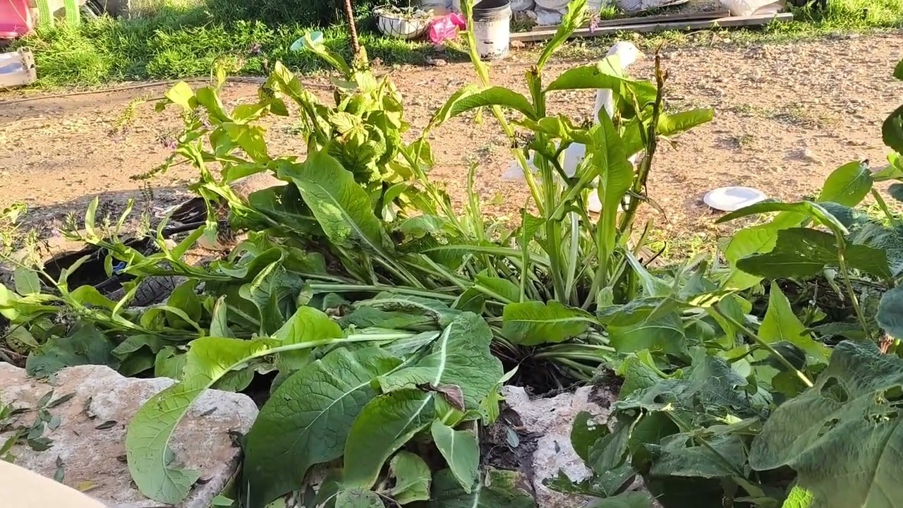 תחזוקת אווזים במשק הביתי 