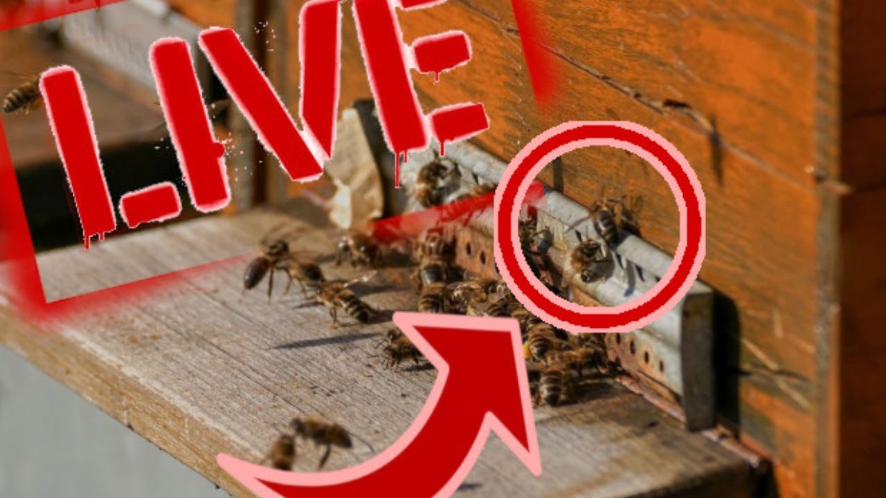 Pszczoły na poidle w pasiece [NA ŻYWO]