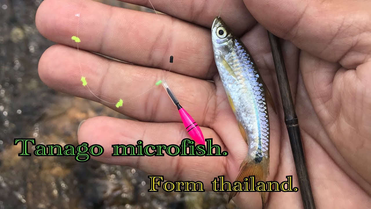 Easy fishing ตกปลาเล็กๆ สไตล์ Tanago