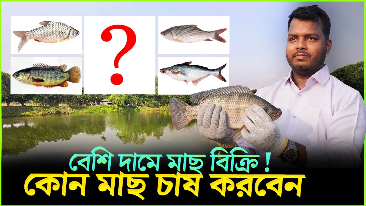 সর্বোচ্চ দাম পেতে –কোন মাছ চাষ করবেন || Shakib AGRO || কোন মাছ চাষে লাভ বেশি || High Profitable fish
