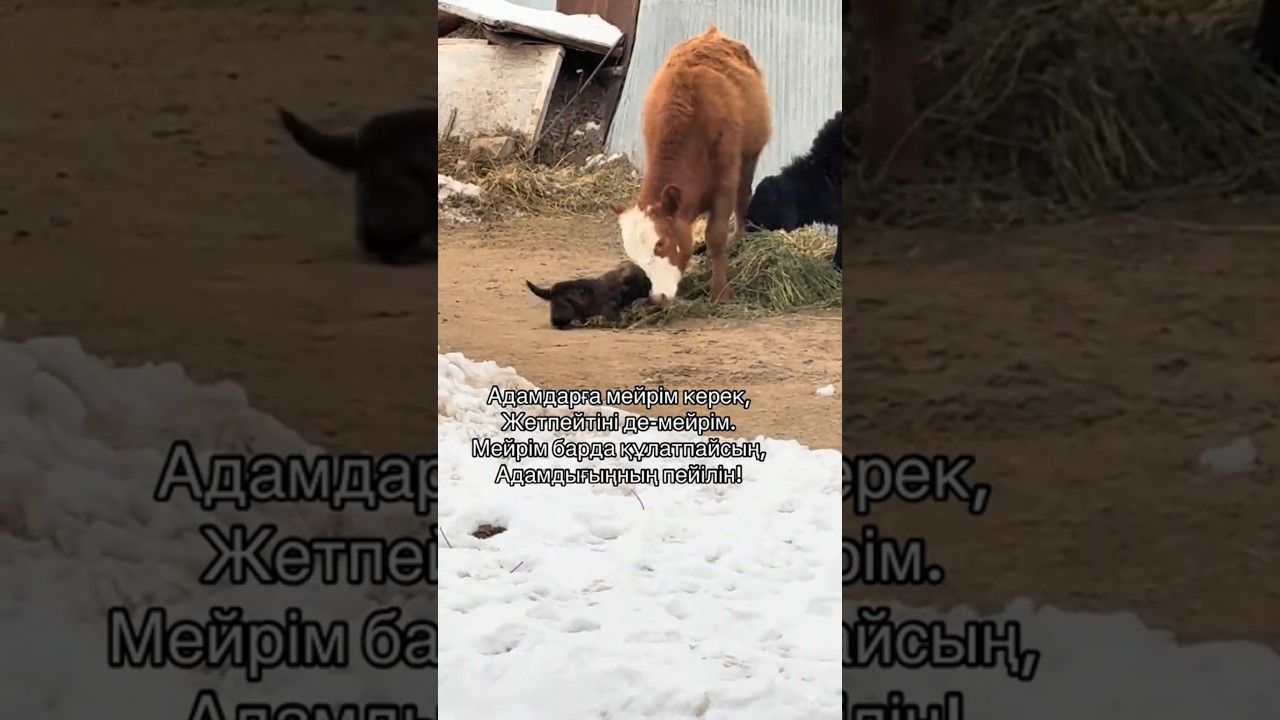 #music #астана #шымкент #шортс #automobile #horse #mountains #animals #cow #snow