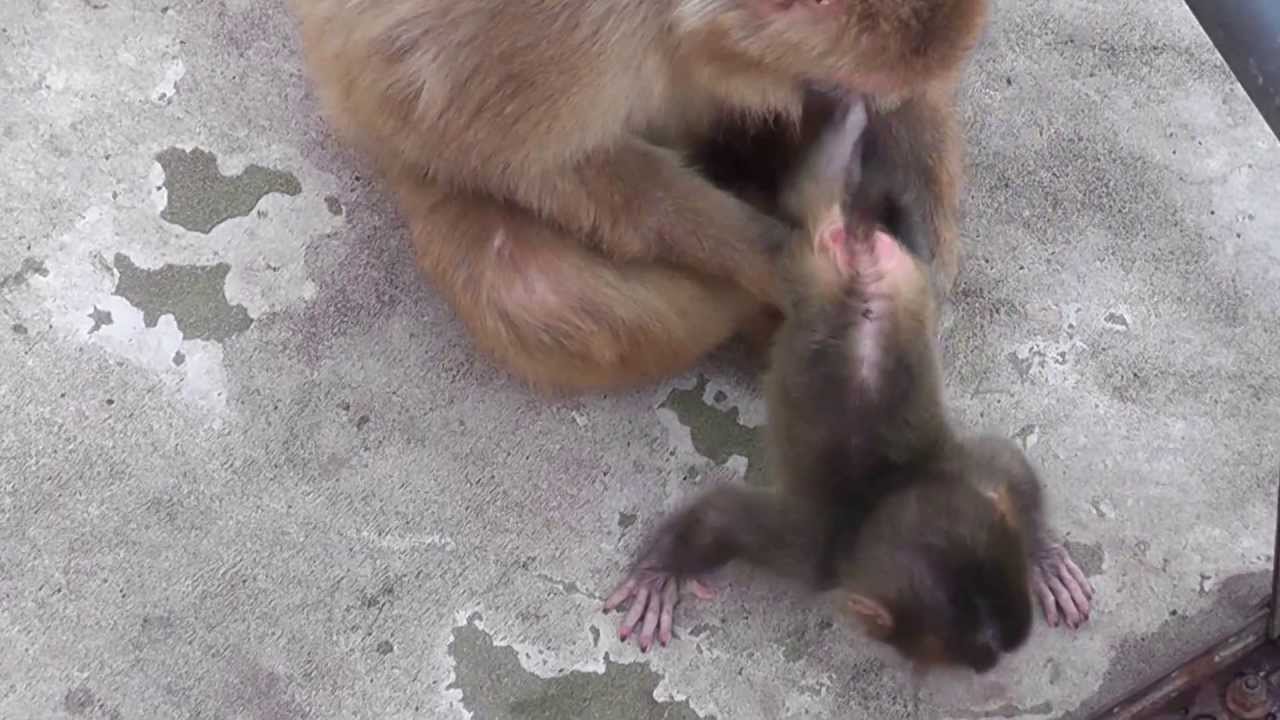 Baby Monkey. 生後8日目の赤ちゃん猿（釧路動物園）