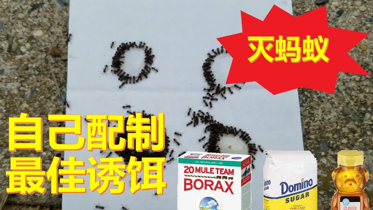 灭蚂蚁系列 01, 最佳蚂蚁诱饵的配制