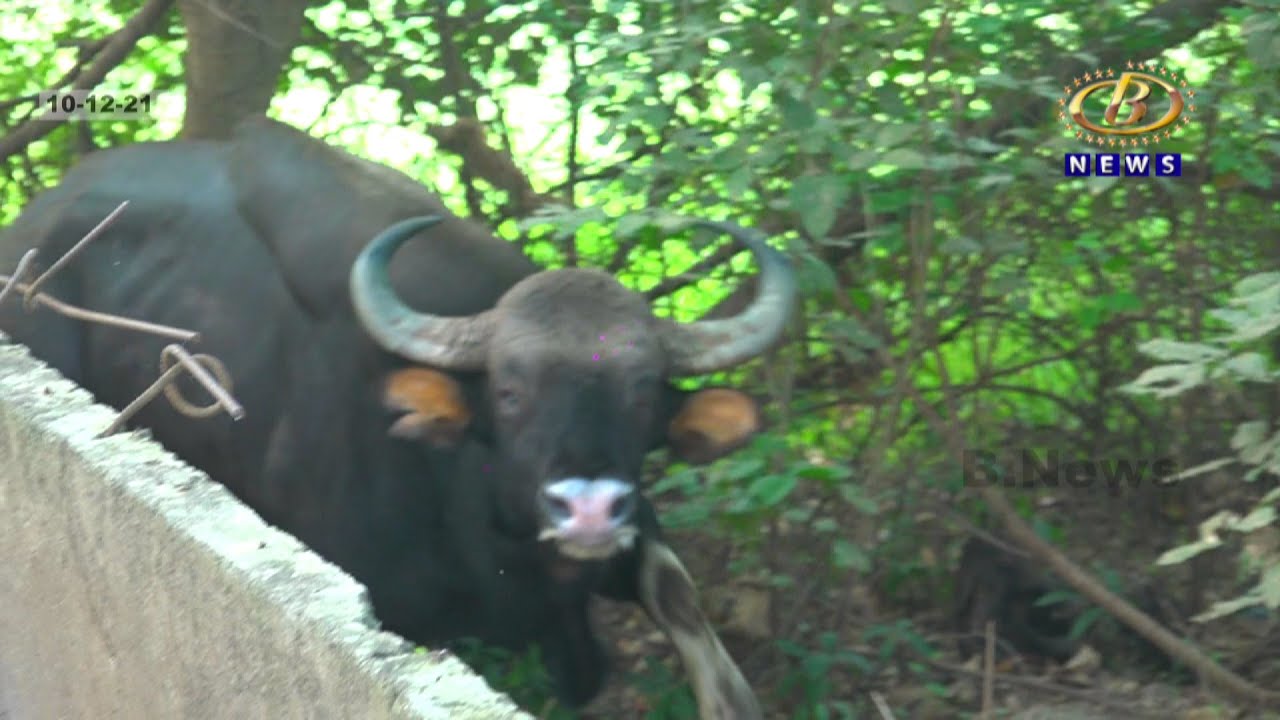 Breaking News - कोल्हापूर शहरात गव्याचा वावर