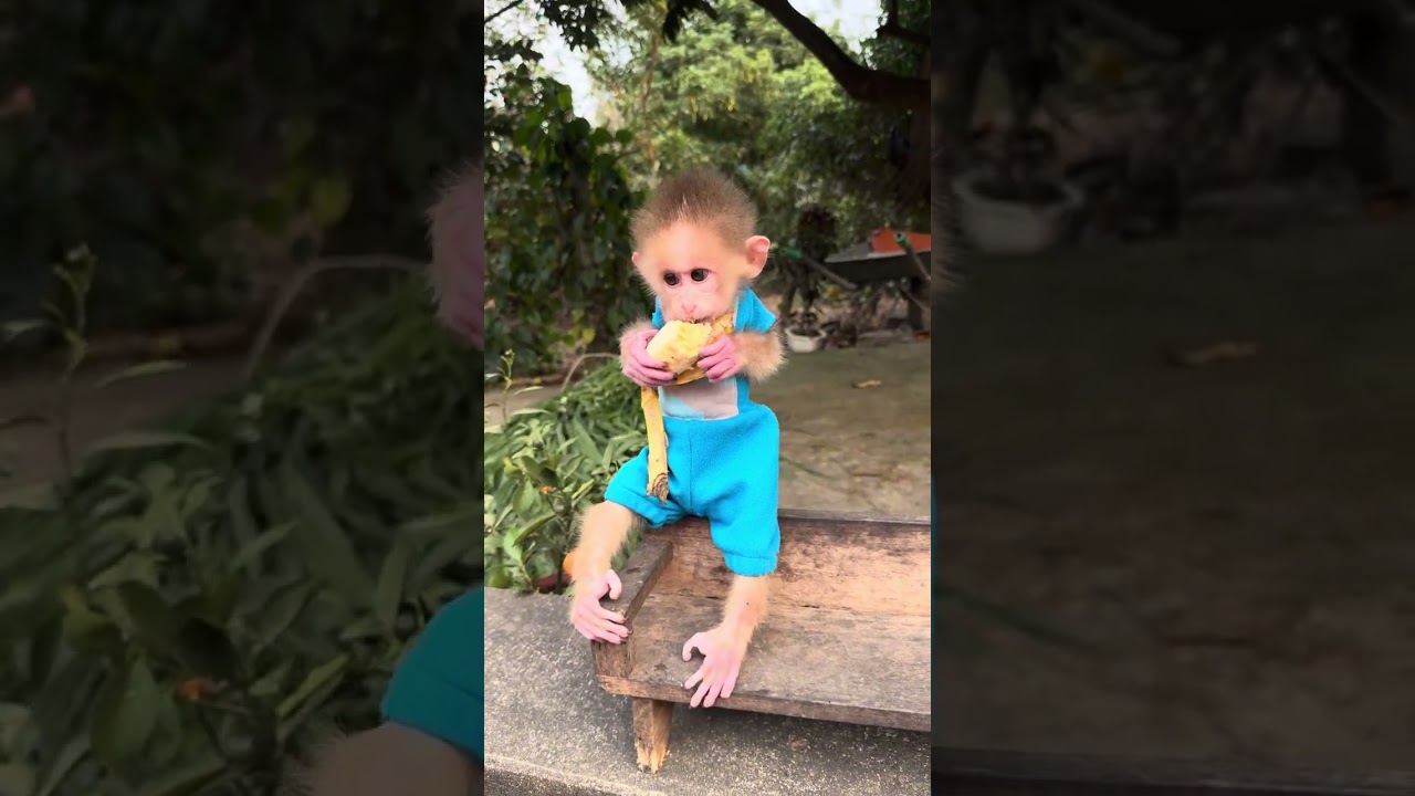 The baby monkey ate some fruit and then helped its mother feed the cows.❤️