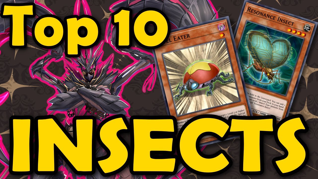 Top 10 Insects
