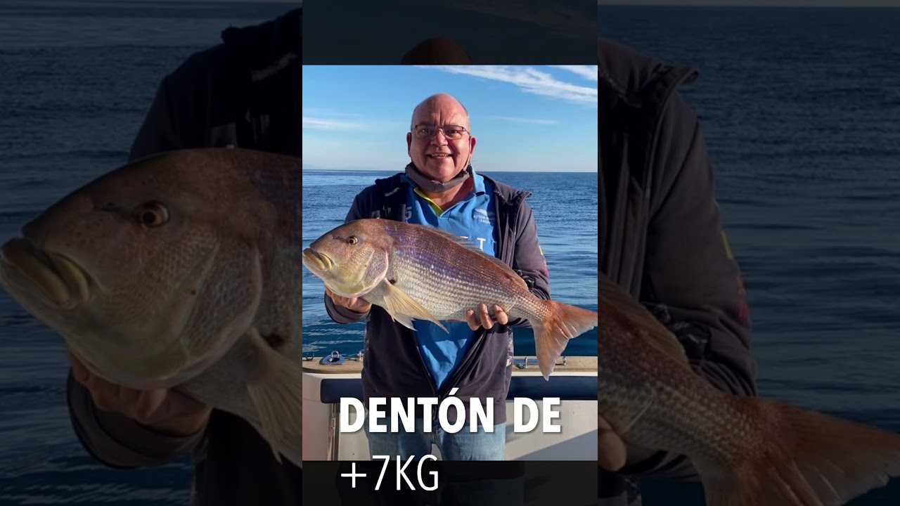 Pesca al Vivo desde embarcaci&oacute;n 🎣2020-2021🐟Dent&oacute;n🇪🇸ENZO CHARTER TORREVIEJA desde EMBARCACI&Oacute;N