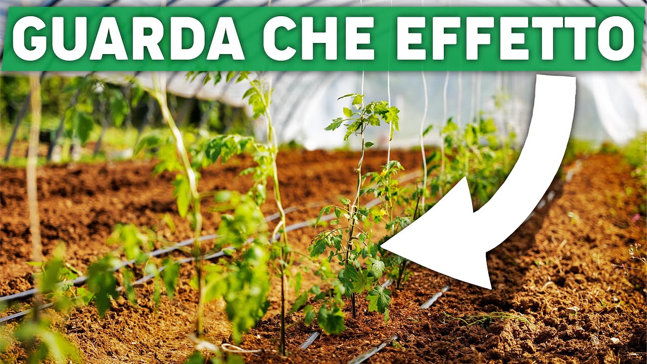 SALVARE I POMODORI PRIMA E DOPO LA GELATA