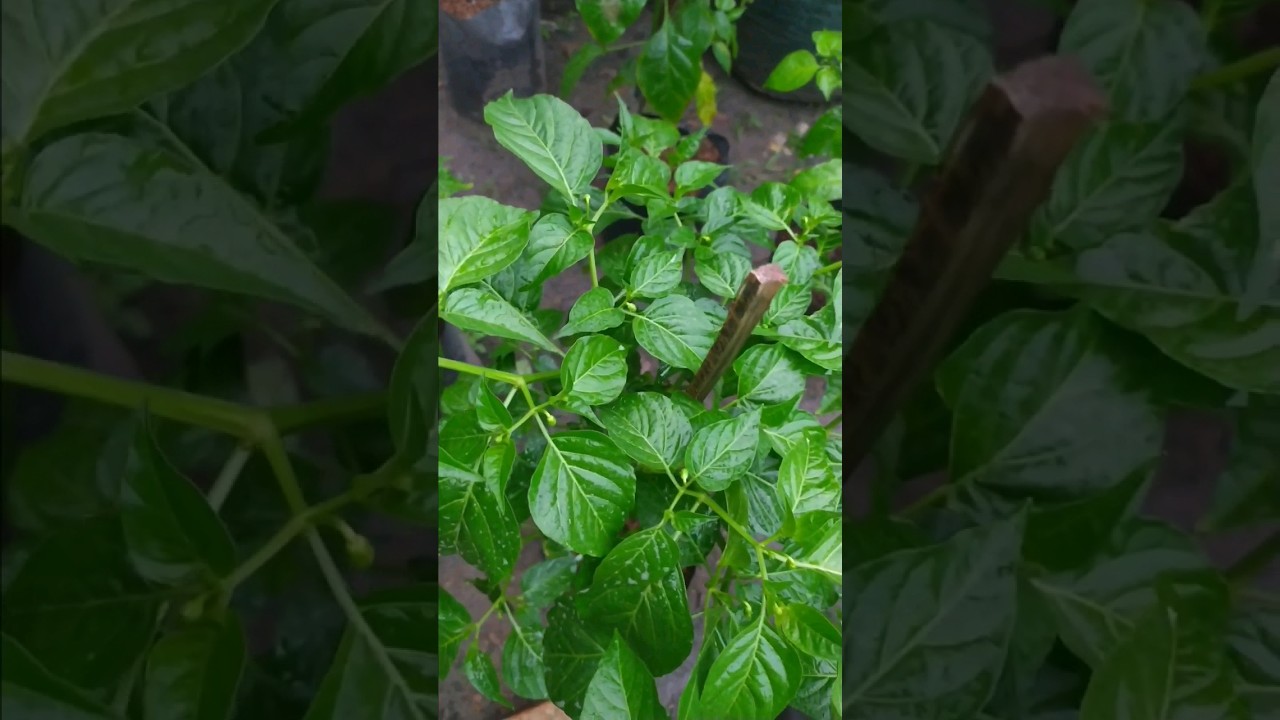 Tips  Cabe di Pot Berbuah Lebat #shorts