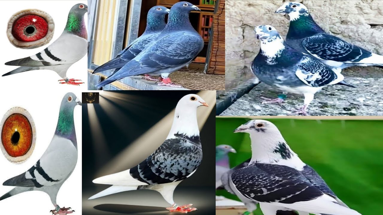 ১৬/১/২০২৫ #pigeon #lover #pigeon #samisattipigeonclubrwpandisb 