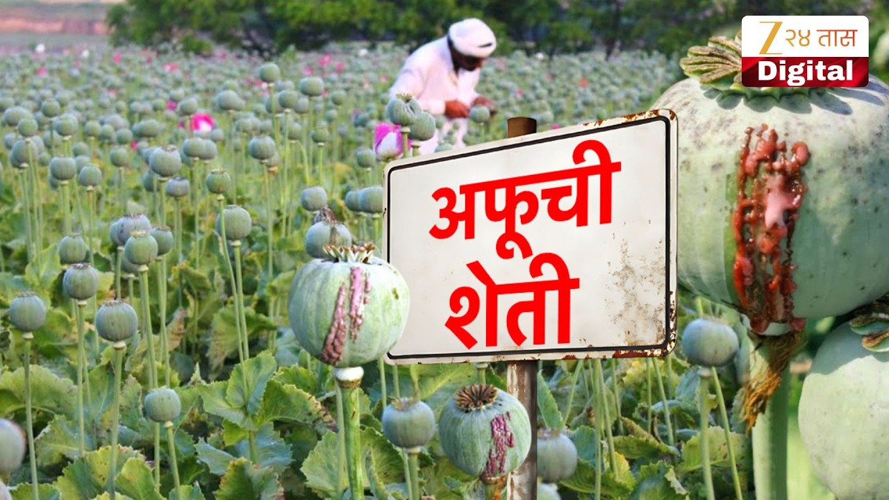 Special Report | Opium Farming | मराठवाड्यात अफूची शेती Zee24Taas