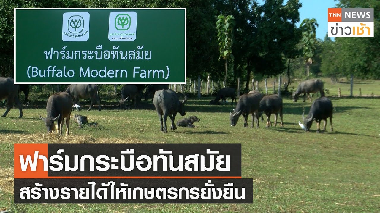 ฟาร์มกระบือทันสมัย สร้างรายได้ให้เกษตรกรยั่งยืน  l TNN News ข่าวเช้า l 11-11-2022