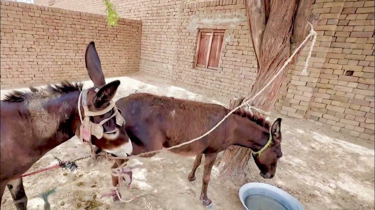 my village beautiful amazing farm new video 90april 2026