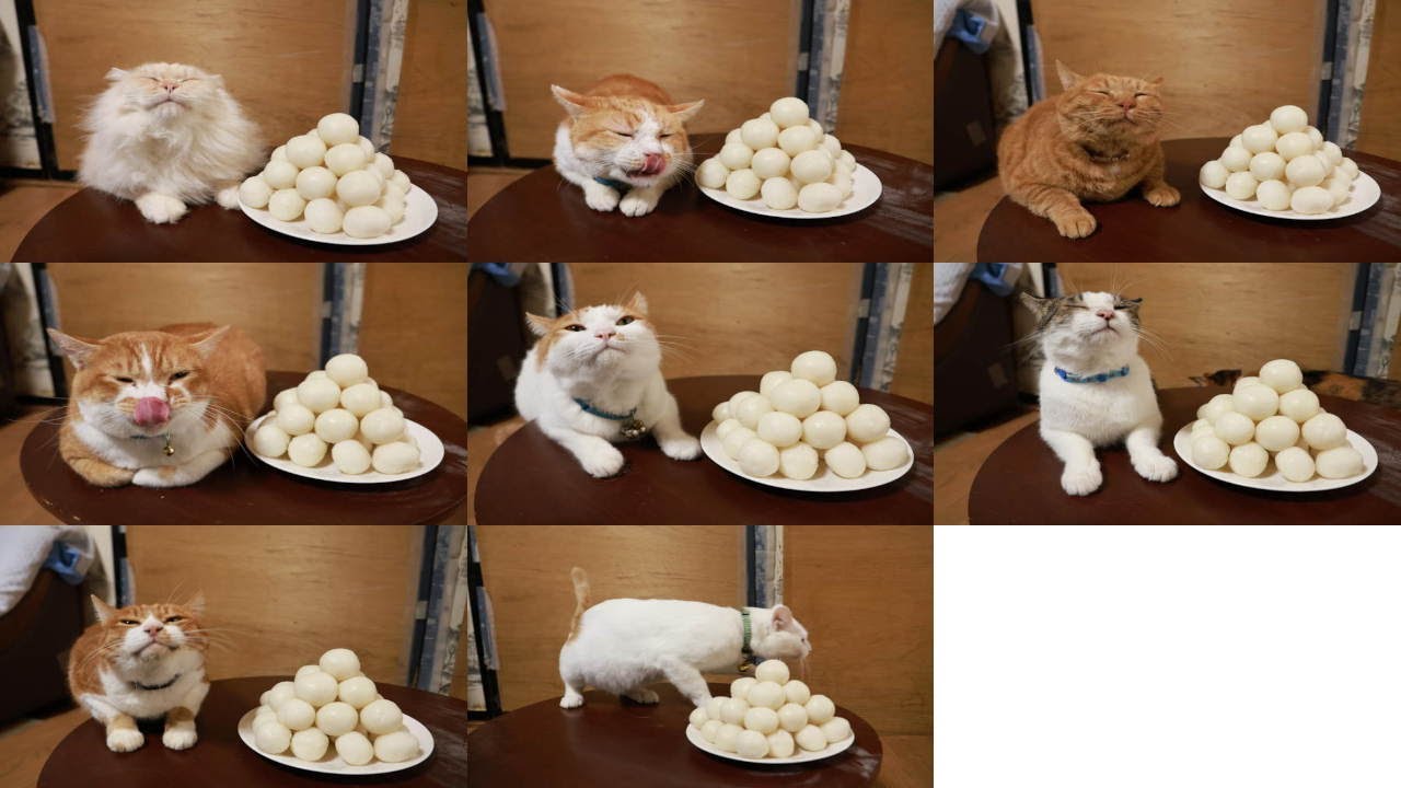 猫たちとお月見団子作り　251006