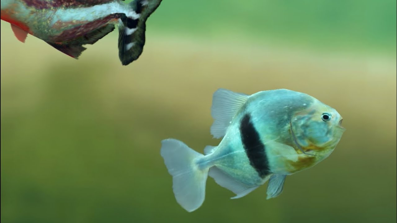 Fish farm 3 relaxing aquarium #aquarium #aquariumfish 