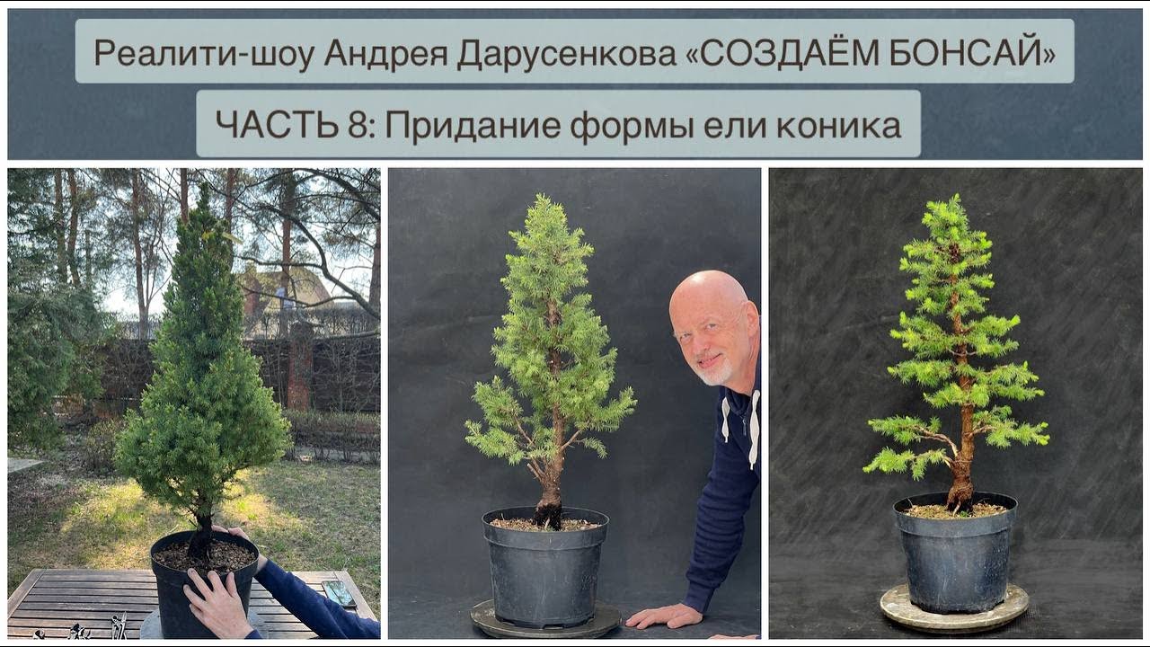 Бонсай из ели коника: придание формы