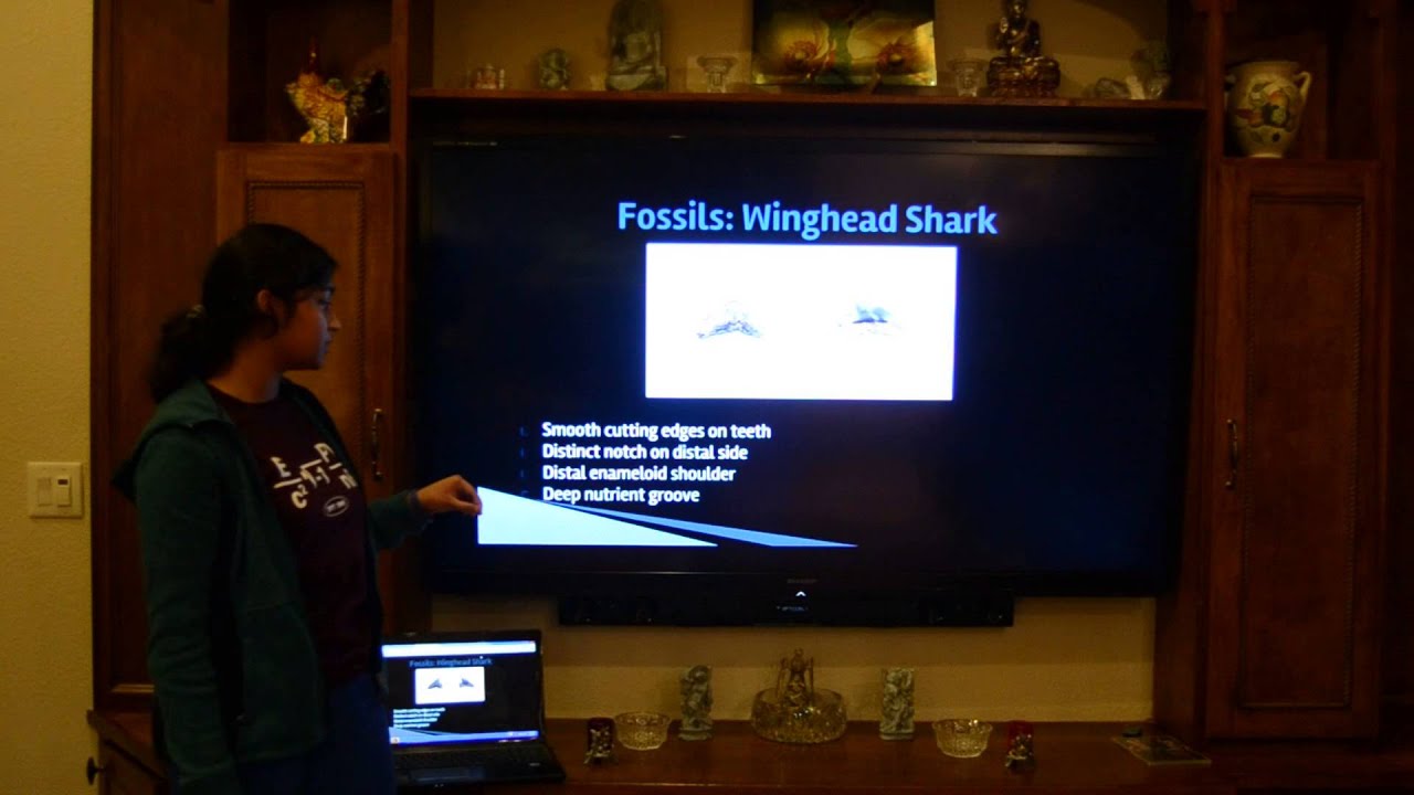 Winghead Shark Phylogeny Project