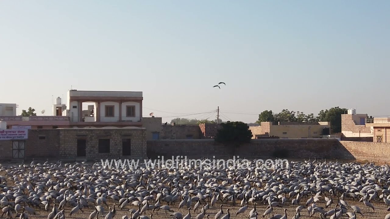 Thousands of Demoiselle Cranes gather at Pakshi Chugga Ghar in Khichan, Rajasthan