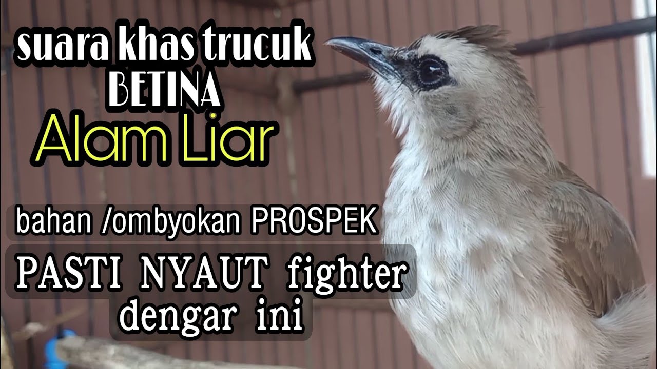 trucuk betina memanggil jantan suara khas panggilan trucukan di alam liar.