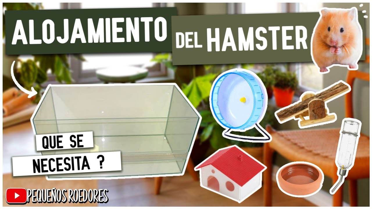 Como TENER un HAMSTER como MASCOTA 🐹