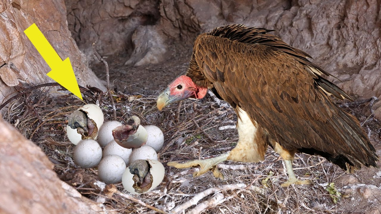 How Vulture Breeding And Laying Eggs
