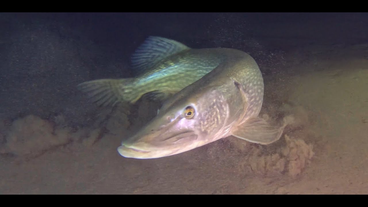 Middagduik Haarlemmermeersebos Paviljoen 01-02-2026