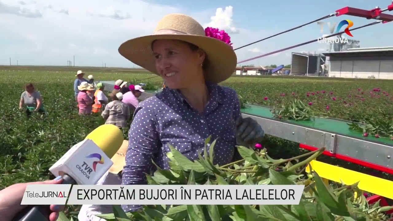 EXPORTĂM BUJORI ÎN PATRIA LALELELOR