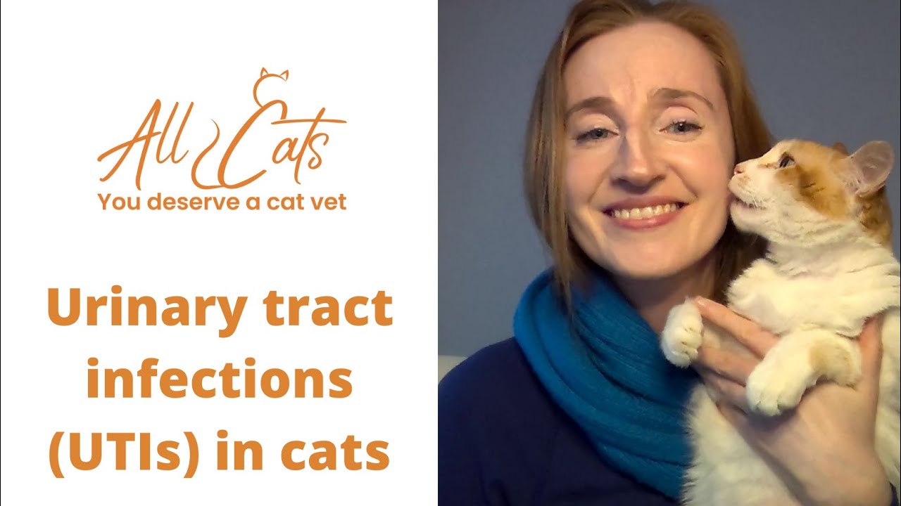 Urinary tract infections (UTIs) in cats