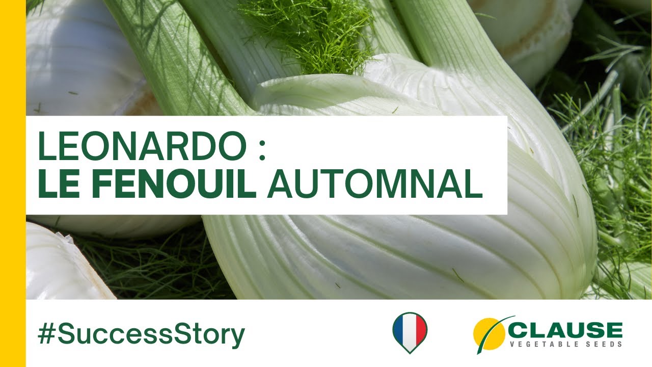 Découvrez le fenouil LEONARDO, la variété Automnale - #SuccessStory | HM.CLAUSE