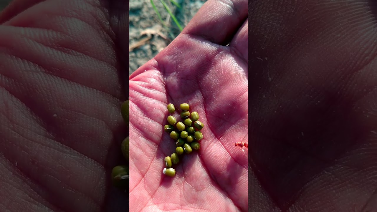 Mung Bean🌿 .#mungbeans #shorts #seeds #trending #shortvideo #ytshorts #vegetables #garden #nature