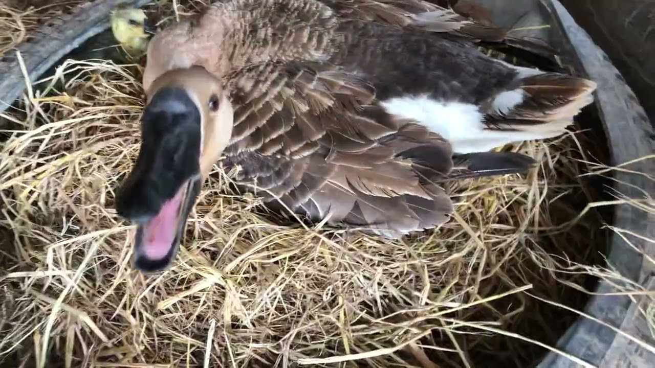 A baby Goose have first day 