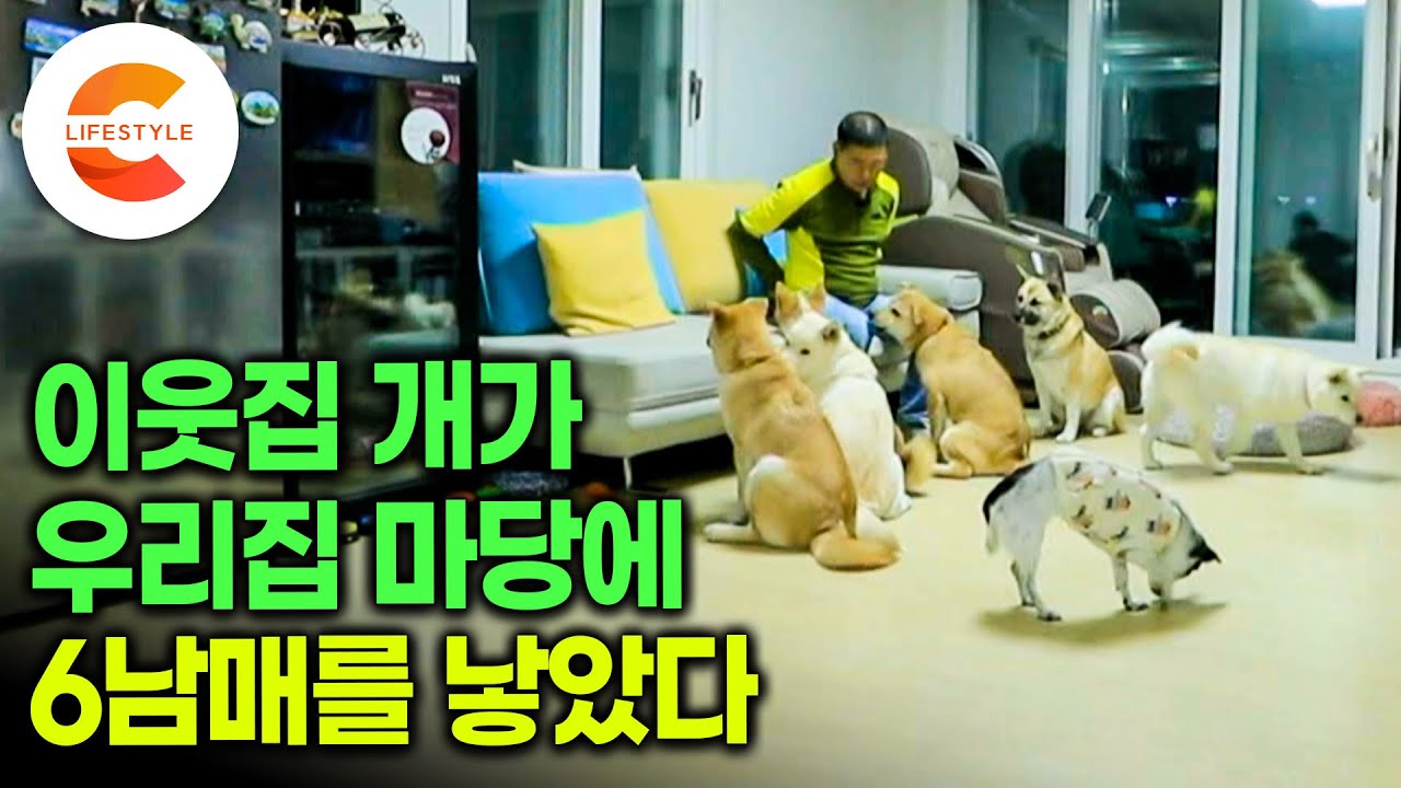 이웃집 개가 우리집에 찾아와 육남매를 출산했다ㅣ“얘네는 운이 로또 확률이죠” 조용히 살고 싶어 퇴직 후 시골살이를 시작한 부부가 뒷 집 개의 간택을 받고 일어난 일🦮ㅣ#세나개