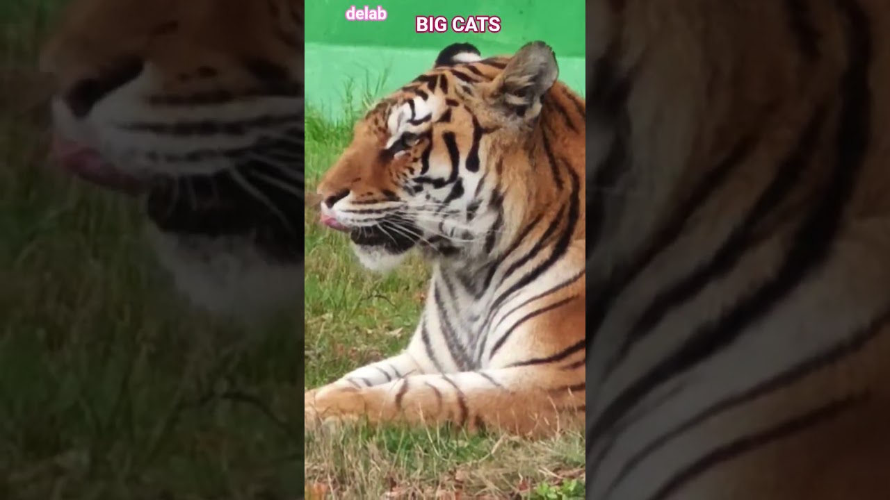 Большие кошки: львы и тигры. #делаб #позитив #дикаяприрода #сафари