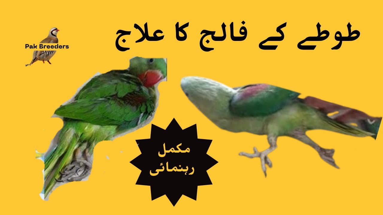 Parrot Paralysis Treatment: Steps to Help Your Parrot Recover! | طوطے کے فالج کا علاج
