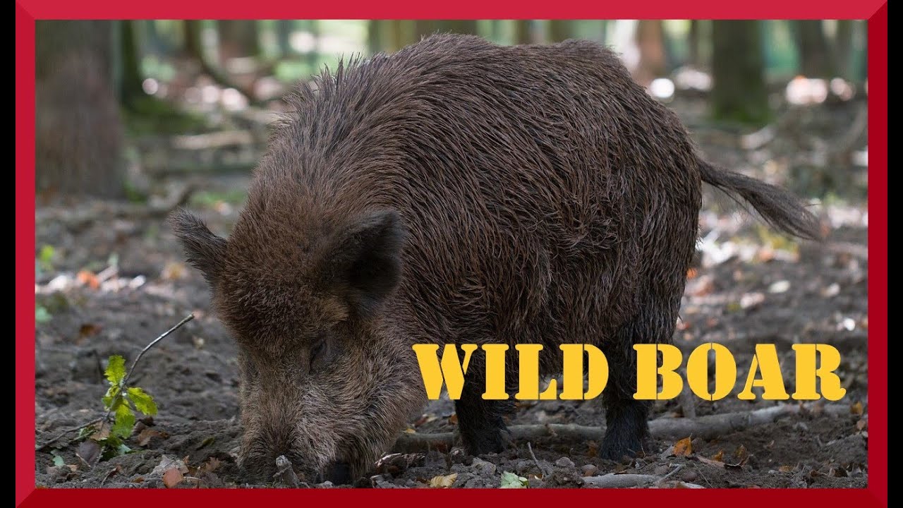 Wild boar sounds near the forest. Clear sounds of hog and wild pig.