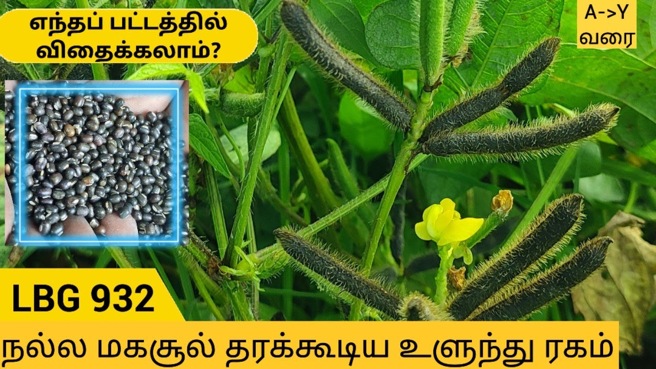 LBG 932 உளுந்து சாகுபடி நல்ல விளைச்சல் தரக்கூடிய ரகம் பூச்சி மற்றும் உரம் மேலாண்மை #LBG932