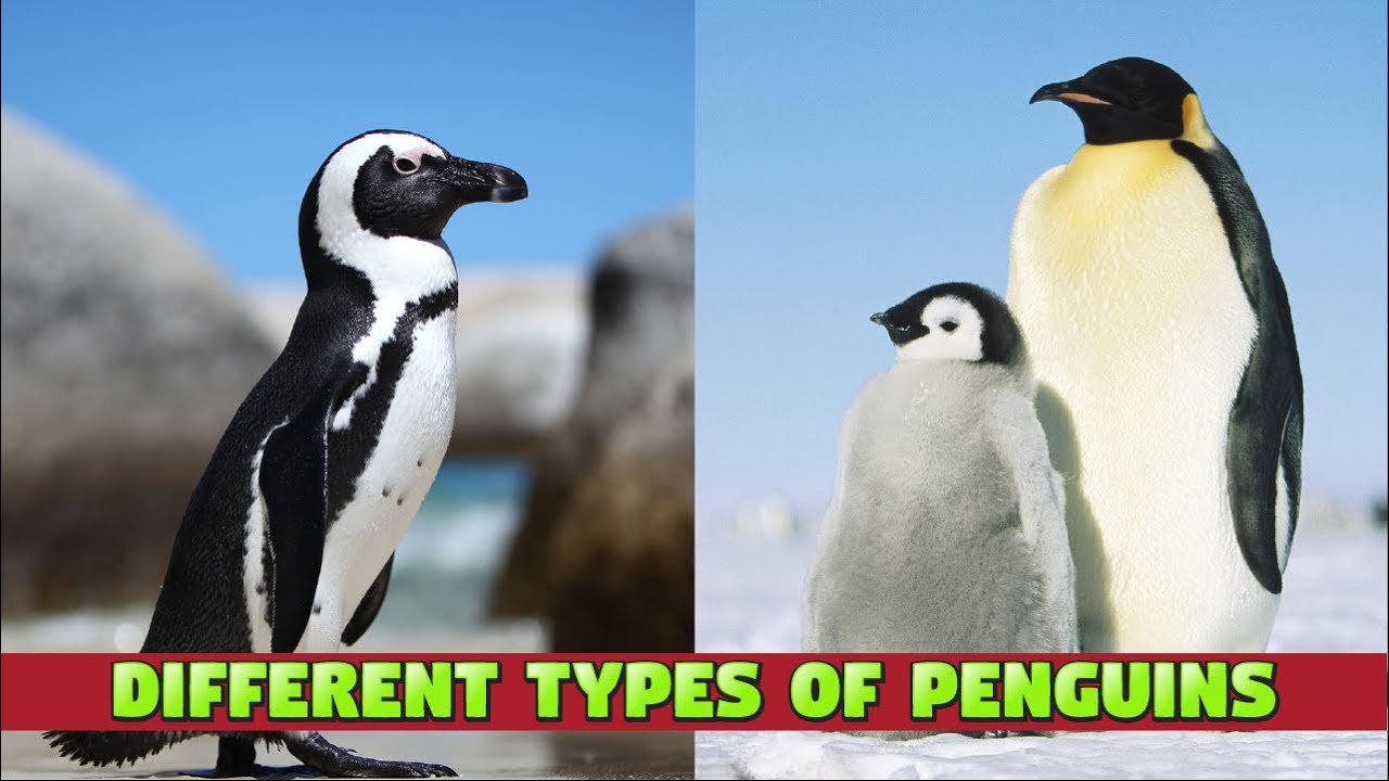Adorable Penguins for Kids - Different Types of Penguins #penguin #kidslearning #kiddizoo