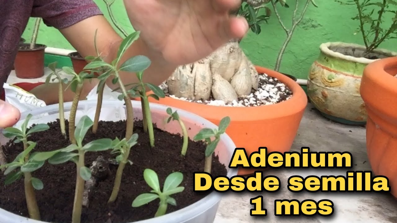 Adenium de un mes (Cuidados y consejos)