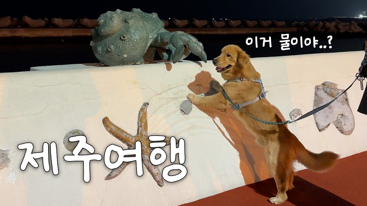 13시간 걸려 도착한 제주에서 골든리트리버가 한 행동 (🌲제주여행 1탄)
